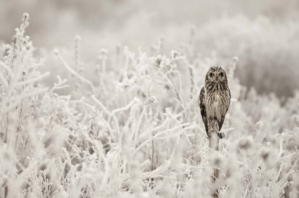 Hibou des marais 