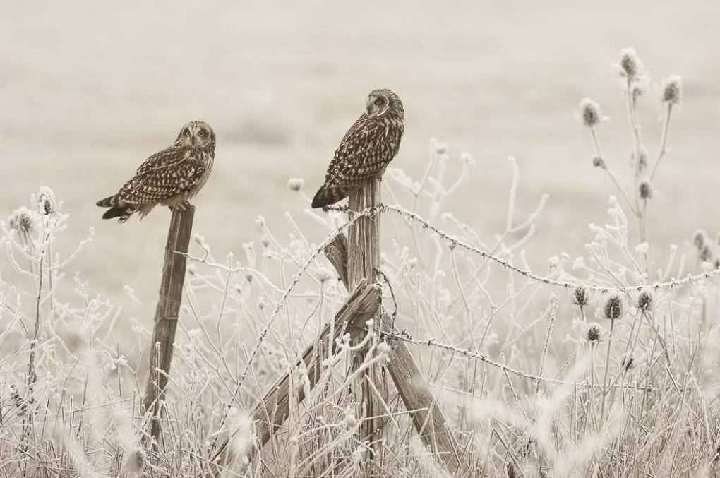 Hibou des marais 