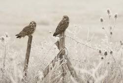 Hibou des marais 