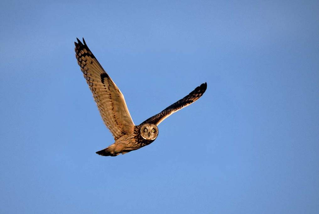 Hibou des marais 