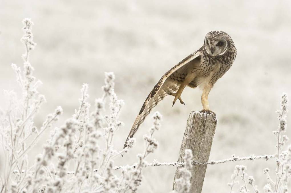 Hibou des marais 