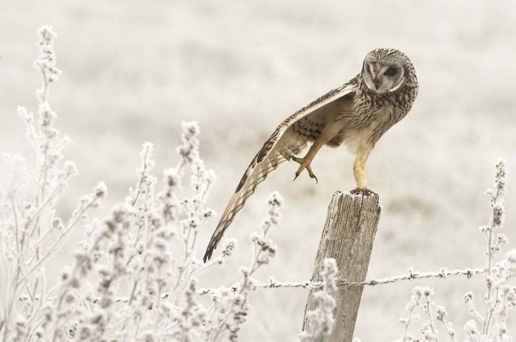 Hibou des marais 