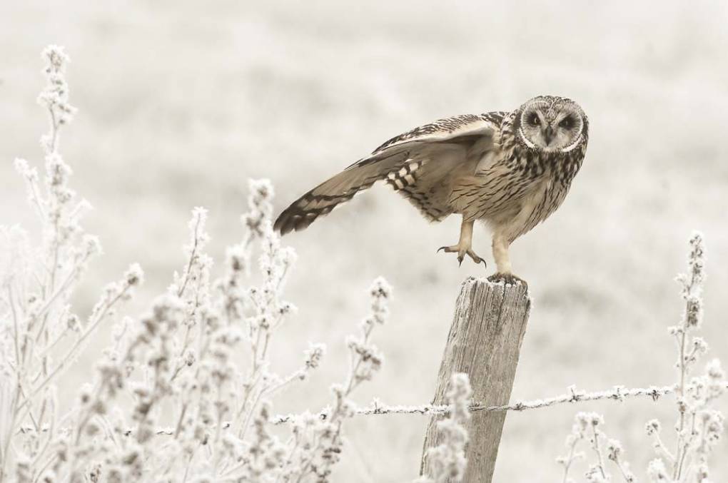 Hibou des marais 