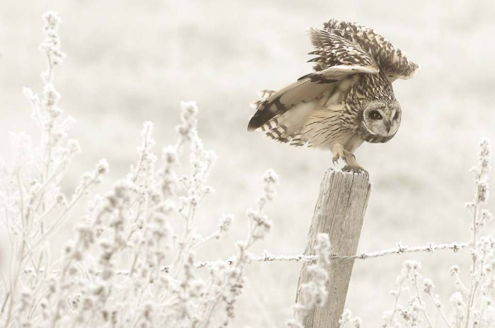 Hibou des marais 