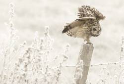 Hibou des marais 