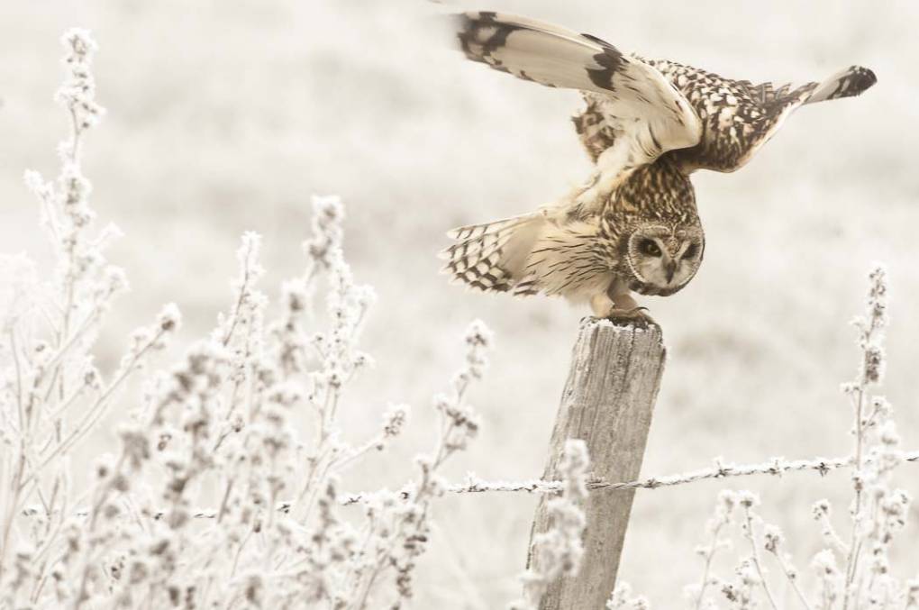 Hibou des marais 