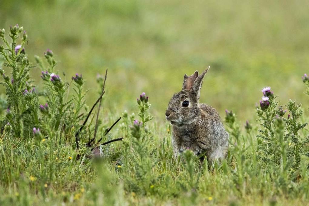 Lapin de garenne 