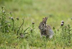 Lapin de garenne 