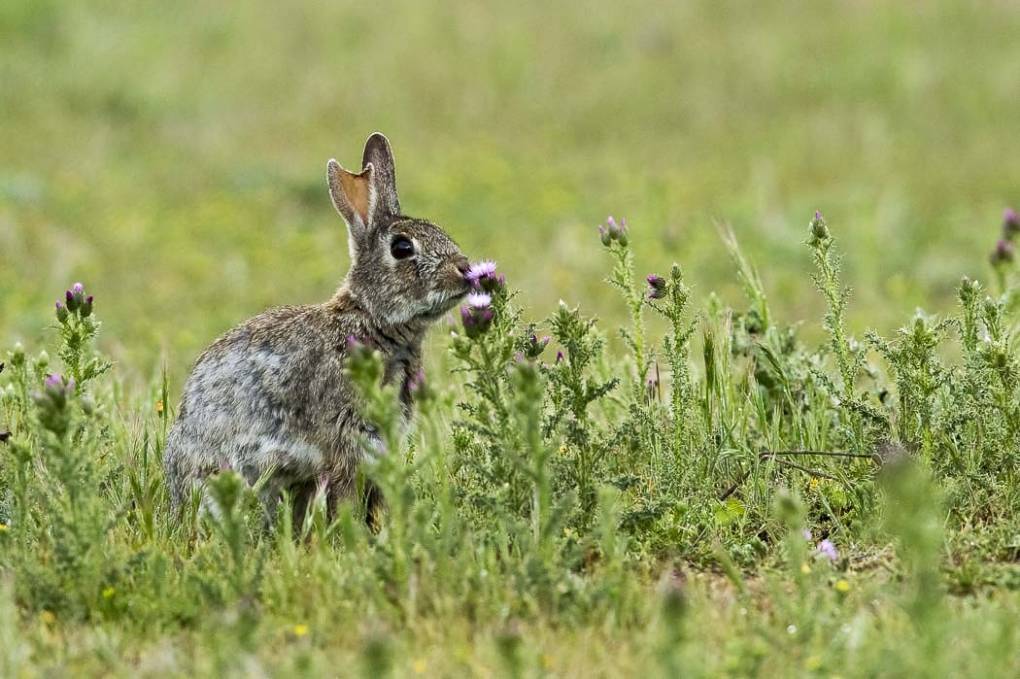 Lapin de garenne 