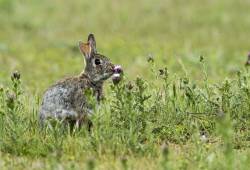 Lapin de garenne 