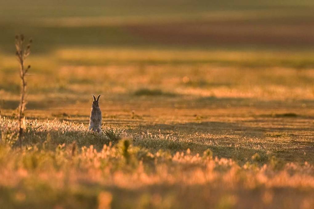 Lapin de garenne 