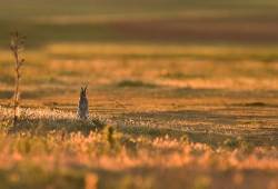 Lapin de garenne 