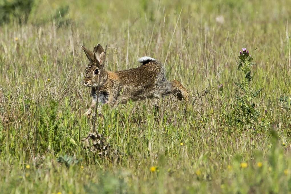 Lapin de garenne 