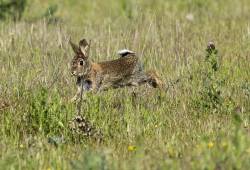 Lapin de garenne 