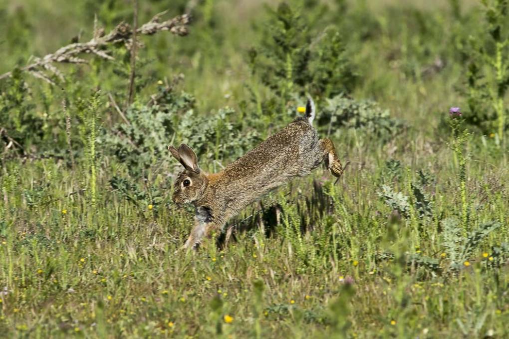 Lapin de garenne 