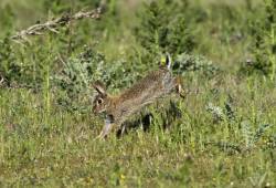 Lapin de garenne 