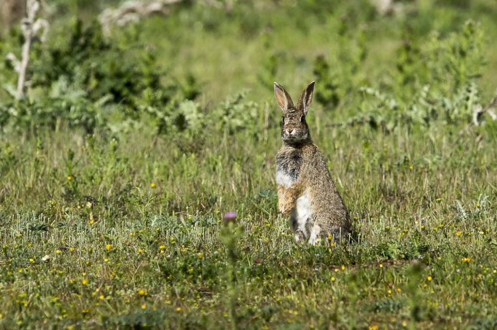 Lapin de garenne 