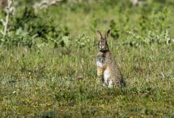 Lapin de garenne 