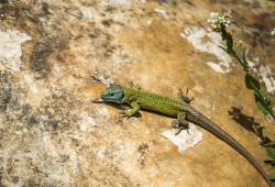 Lézard vert de Schreiber 