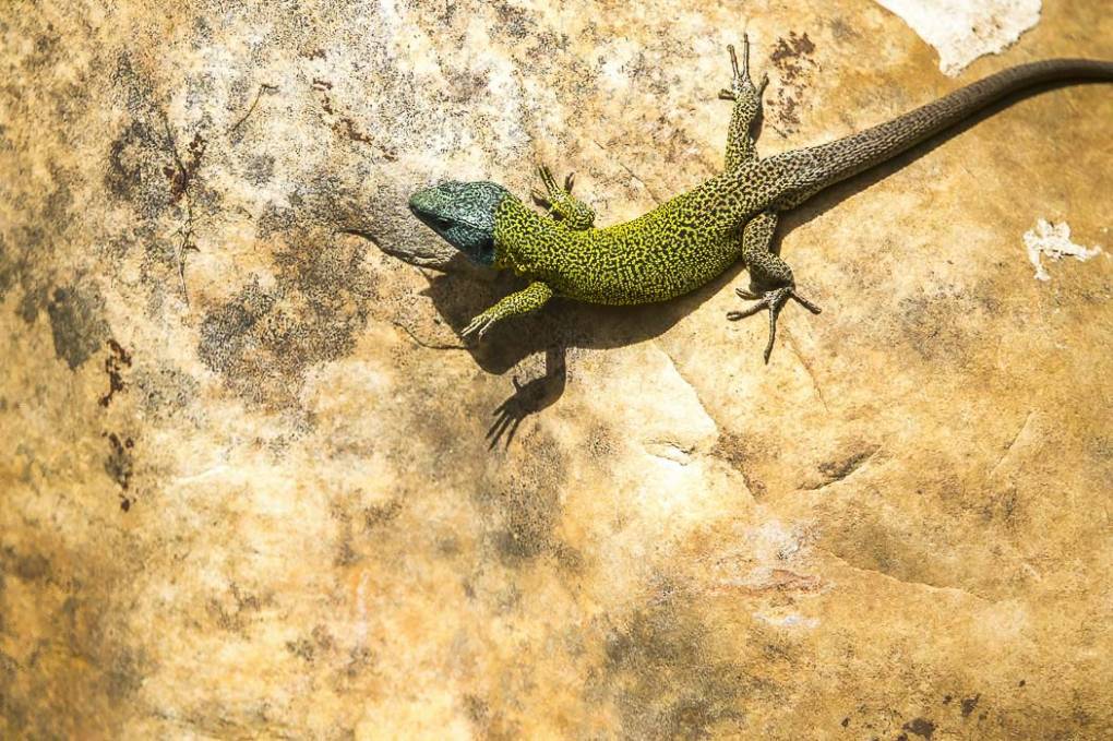 Lézard vert de Schreiber 