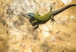 Lézard vert de Schreiber 