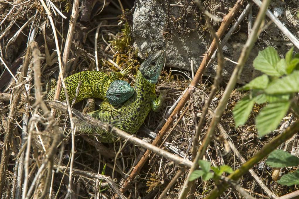 Lézard vert de Schreiber 