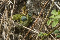 Lézard vert de Schreiber 