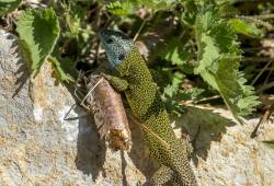 Lézard vert de Schreiber 