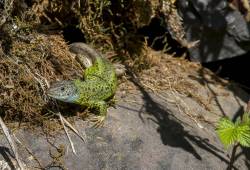 Lézard vert de Schreiber 