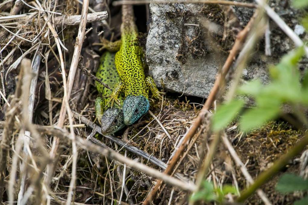 Lézard vert de Schreiber 