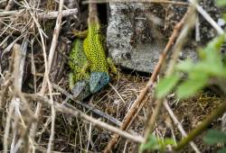 Lézard vert de Schreiber 