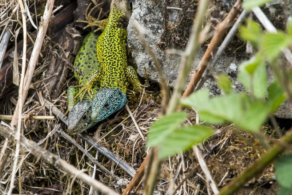 Lézard vert de Schreiber 