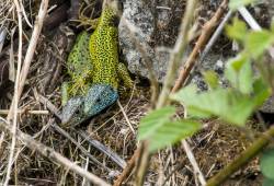 Lézard vert de Schreiber 