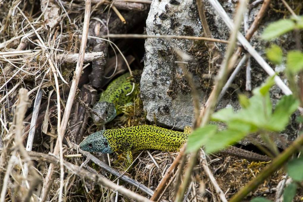 Lézard vert de Schreiber 