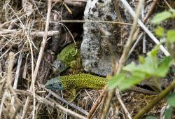 Lézard vert de Schreiber 