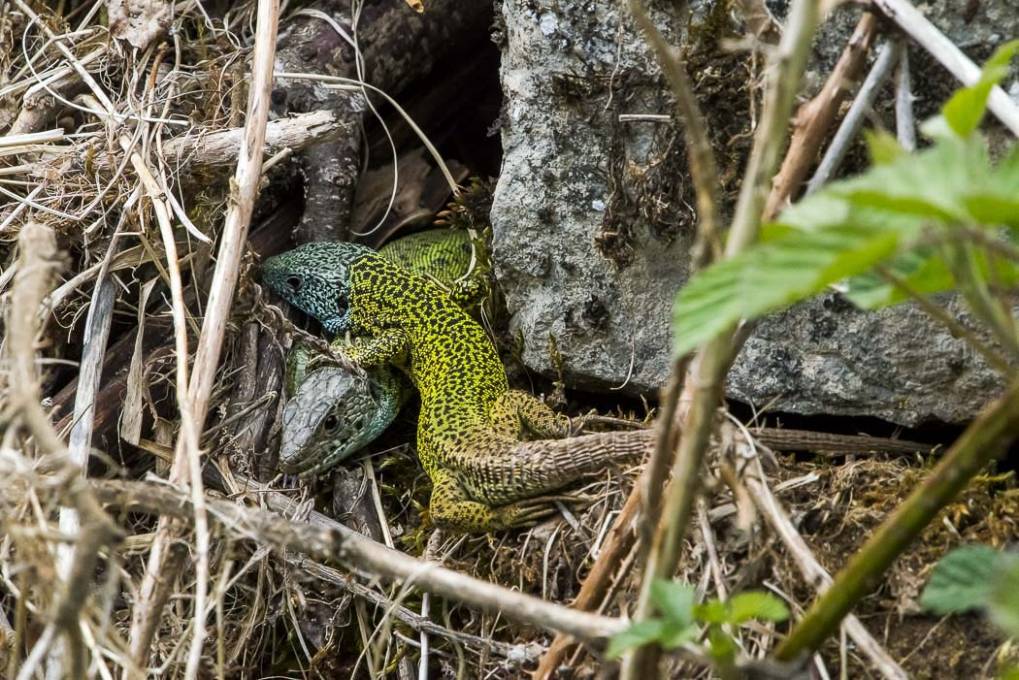 Lézard vert de Schreiber 