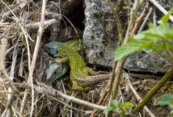 Lézard vert de Schreiber 