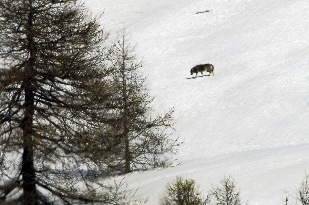 Loup d'Italie 