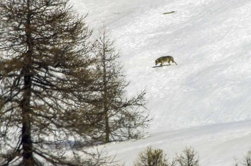 Loup d'Italie 