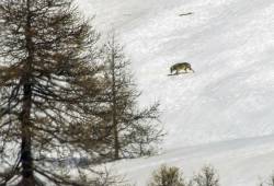 Loup d'Italie 