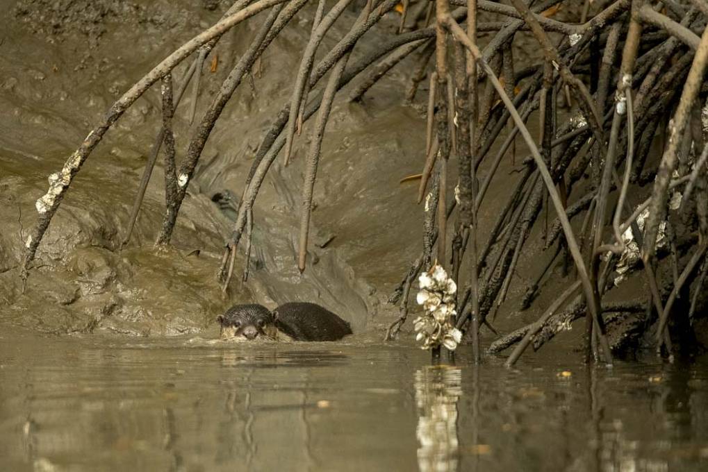 Nage en eau trouble 