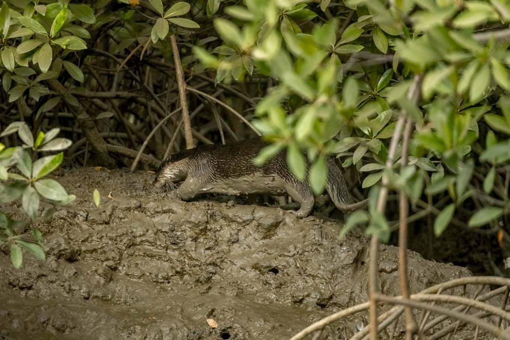 Dans la mangrove 