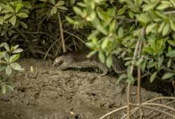 Dans la mangrove 