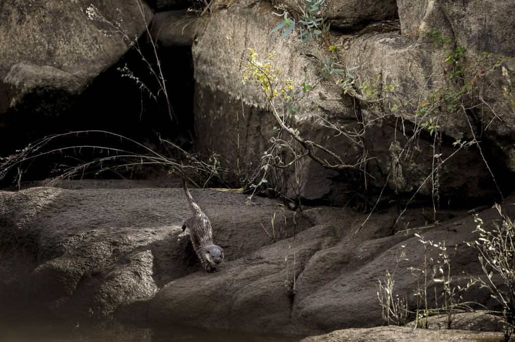 Saut sur la berge 