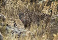 Yeux de lynx 