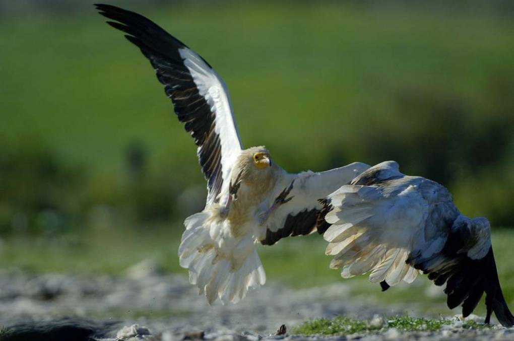 Vautour percnoptère 