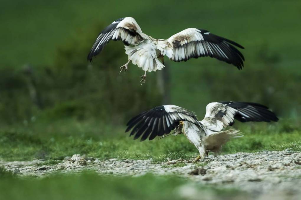 Vautour percnoptère 