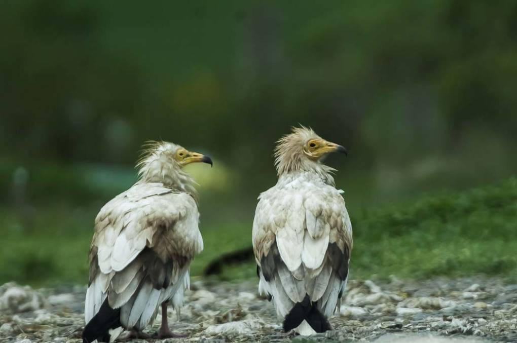 Vautour percnoptère 