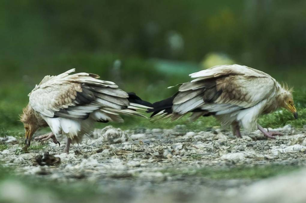 Vautour percnoptère 