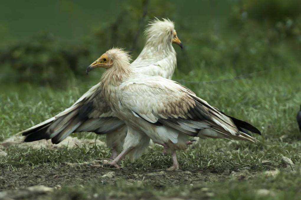 Vautour percnoptère 